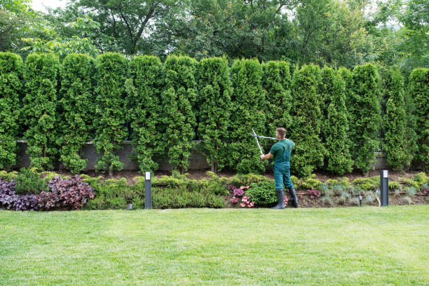 Best Hedge Trimming  in Alexandria, IN